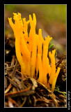 Clavulinopsis fusiformis 10.jpg