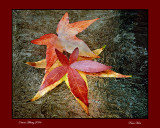 3 leaves albany 2006 16x web.jpg