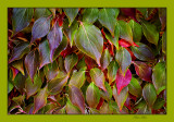 Green leeves with red 06.jpg