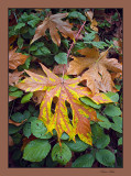 LEAVES CANON 20D LEICA web.jpg