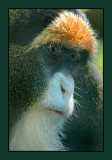 zoo monkey 03 06 web.jpg
