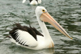 Pelican 2