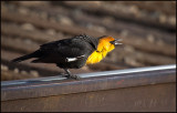 Singing on the Tracks