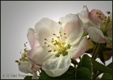 Apple Blossoms