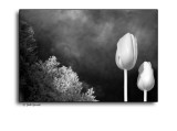 Color blind--The Infrared Project
