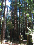 bigtrees_0685.jpg