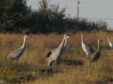 sandhills_0791.JPG