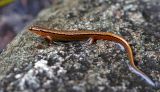 Salamander 4