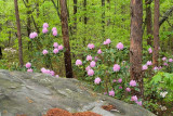 May 5 - Hanging Rock State Park