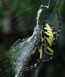 Garden Spider 1