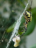 Garden Spider 5