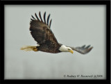 Eagle 2.jpg