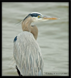 Great blue heron