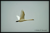 Trumpeter Swan_edited-1.jpg
