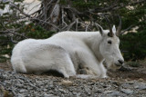 mt. goat / glacier park