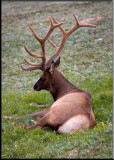 016--Elk.jpg