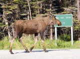 Green Point Moose.jpg