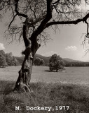 Cades Cove Apple tree in 1977