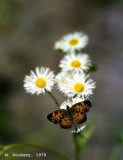 Cades Cove, Butterfly and flowers,1978