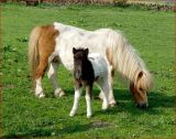 Shetland foal.