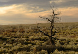 Petrified forest, Arizona