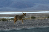 The coyote aside the road