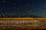 birds migration in NM