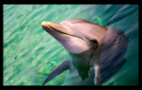 Dolphin_1920.jpg