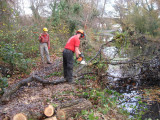 We had one chainsaw operator on site (River Wey in background)