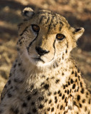 Cheetah, Okonjima