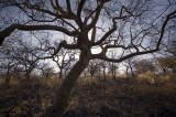Gnarled trees, Eagle Tented Camp
