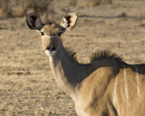 Female Kudu, Etosha