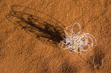 Unusual grasses<BR>Namib Rand National Park