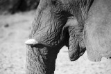 African Elephant, Etosha