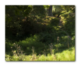 woodland path, rosslyn