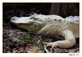 Alligator Farm 07-APR25-0852.jpg