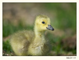Calgary Geese  07-MAY10-0048.jpg