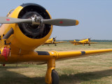 Harvards