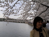 Cherry Blossoms-07 013.jpg