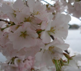 Cherry Blossoms-07 027.jpg