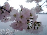 Cherry Blossoms-07 028.jpg