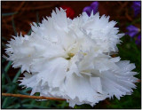White Carnation 2