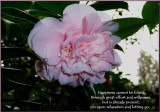 15 Camellia Rain Verses from Gendun
