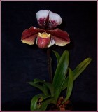 Paphiopedilum 2