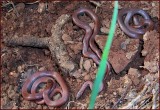 Baby Snakes 3