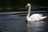 0706CA09E - White Swan on Rideau River, Ottawa, CANADA