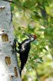 0409CA1190E - WOODPECKER Red-head Sudbury, CANADA