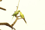 0401IN7277E+- Kissing love Birds, INDIA