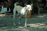 0410TH2146E - Three-legged dog in Chiang Mai, THAILAND