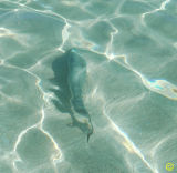 Exmouth Bonefish release